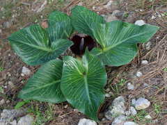Arum pictum