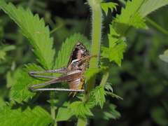 Pholidoptera pustulipes