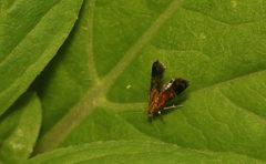 Tricyanaula aurantiaca
