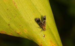 Tricyanaula aurantiaca