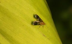 Tricyanaula aurantiaca