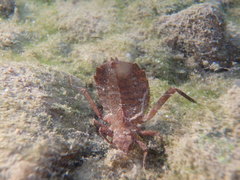 Sieboldius albardae