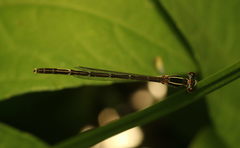 Agriocnemis splendidissima