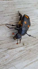 Nicrophorus carolina