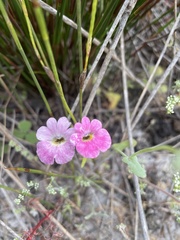 Nemesia strumosa