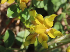 Lotononis rostrata rostrata