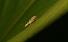 Cofana spectra