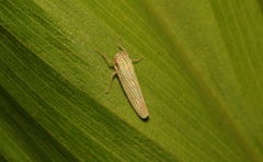 Cofana spectra
