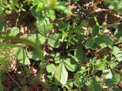 Lotononis rostrata rostrata