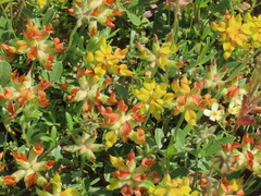 Lotononis rostrata rostrata