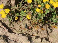 Lotononis rostrata rostrata