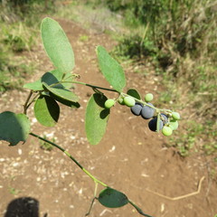 Cocculus hirsutus