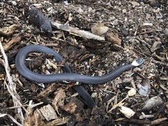 Cacophis harriettae
