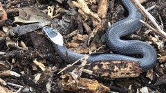 Cacophis harriettae
