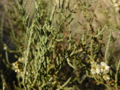 Hammada articulata