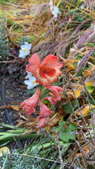 Gladiolus × hortulanus