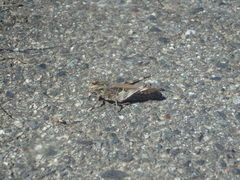 Oedaleus infernalis