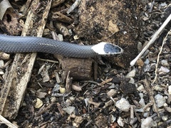 Cacophis harriettae