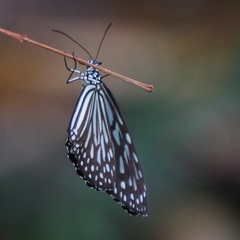 Ideopsis vulgaris macrina