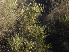 Hammada articulata