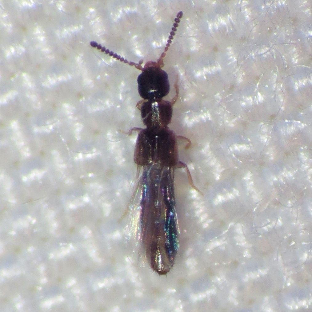 Thecturota