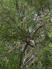 Persoonia lanceolata
