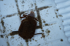 Sieboldius albardae