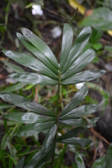 Calamus formosanus