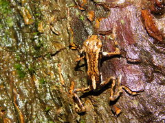 Pedostibes tuberculosus