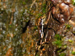 Pedostibes tuberculosus