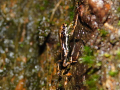 Pedostibes tuberculosus