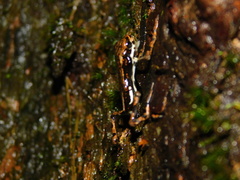 Pedostibes tuberculosus