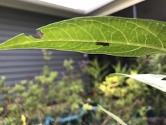 Danaus gilippus