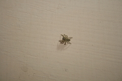 Pseudeuophrys lanigera