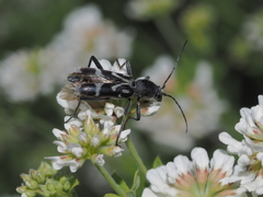 Chlorophorus figuratus
