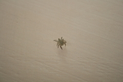 Pseudeuophrys lanigera