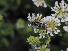 Chlorophorus figuratus