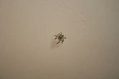 Pseudeuophrys lanigera