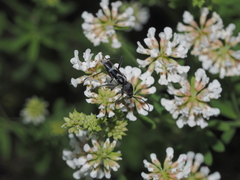 Chlorophorus figuratus