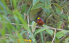 Catamblyrhynchus diadema