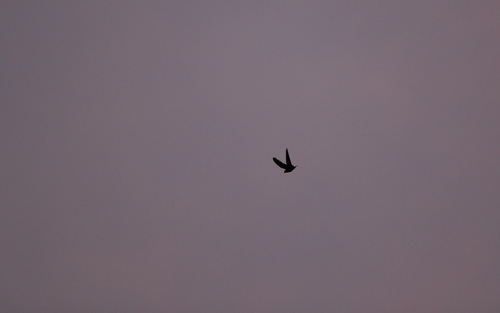 Rufous-bellied Nighthawk (Lurocalis rufiventris), photo 10