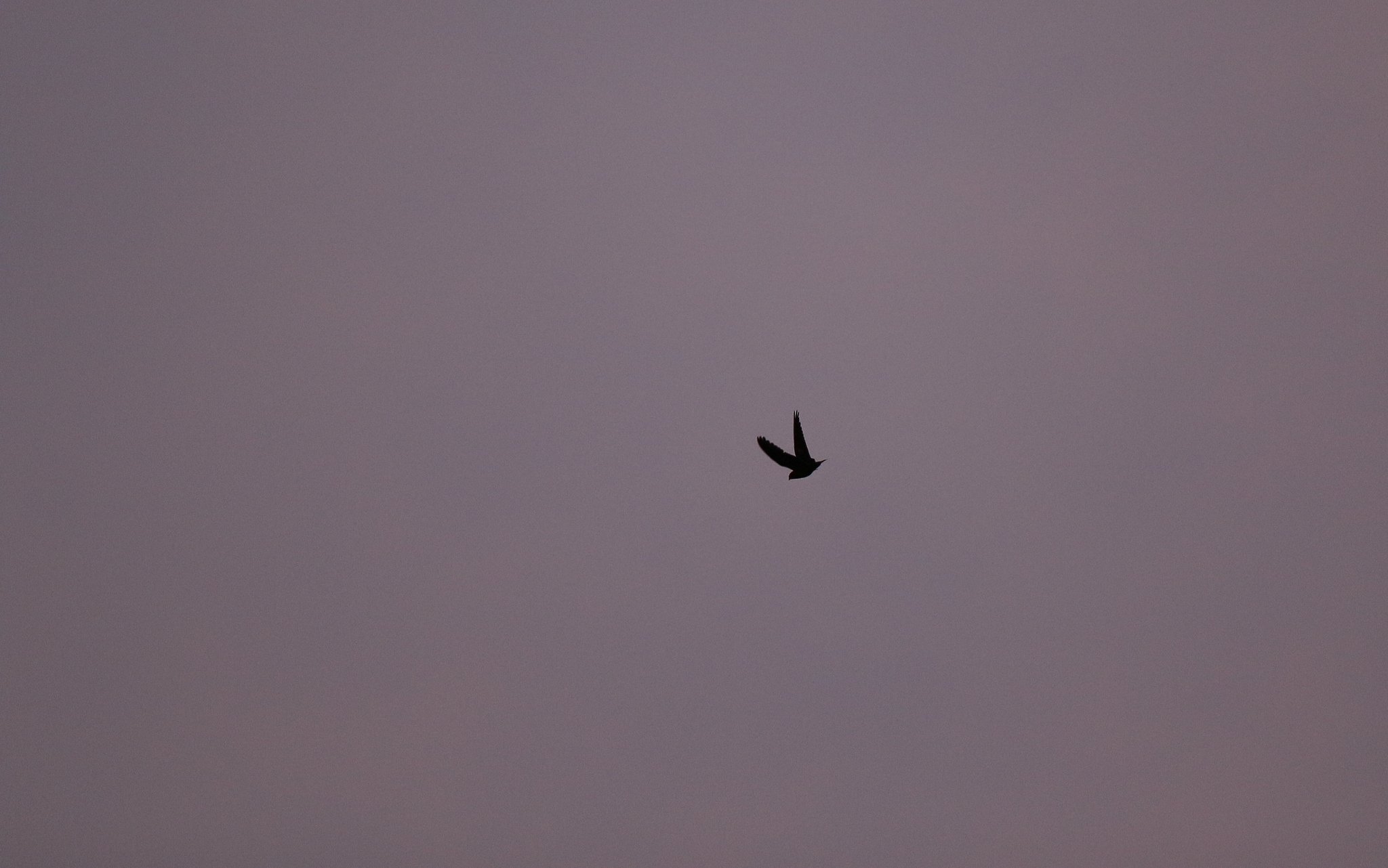 Rufous-bellied Nighthawk (Lurocalis rufiventris), photo 4