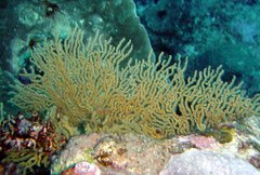 Villogorgia citrina