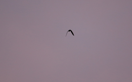 Rufous-bellied Nighthawk (Lurocalis rufiventris), photo 5