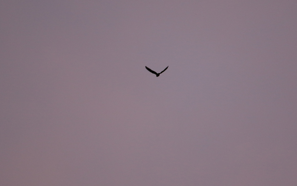 Rufous-Bellied Nighthawk