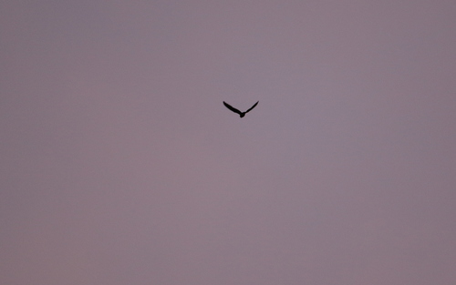 Rufous-bellied Nighthawk