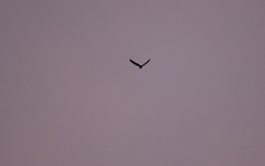 Rufous-Bellied Nighthawk photo 1