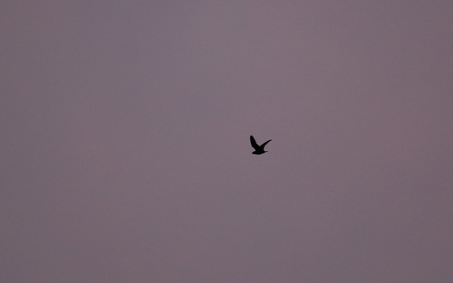 Rufous-bellied Nighthawk (Lurocalis rufiventris), photo 7