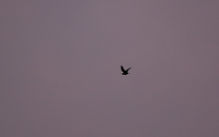 Rufous-Bellied Nighthawk photo 5