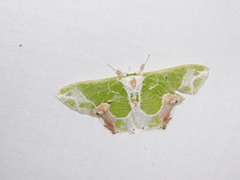 Protuliocnemis partita